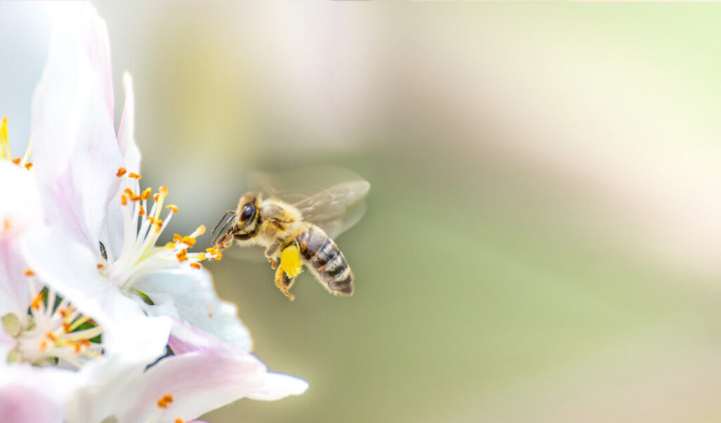 花粉症の原因とは何か