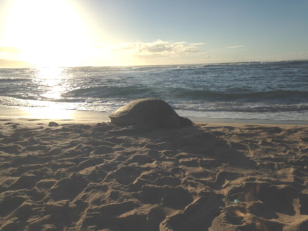 Malulani Hawaii Peleに守られたウミガメの聖地 Punalu U Black Sand Beach プナルウ黒砂海岸 ハワイ島のパワースポット