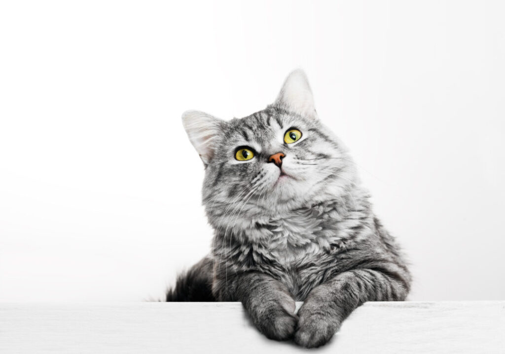 クリソベリルキャッツアイ: 神秘の猫目石の魅力