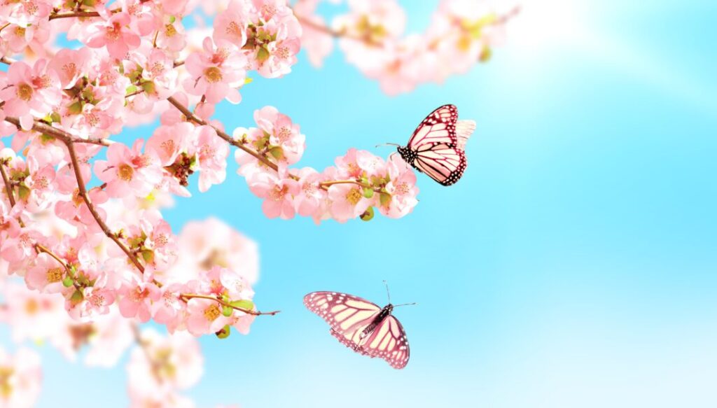 桜水晶：透明な輝きと優美なピンク色が織りなす特徴